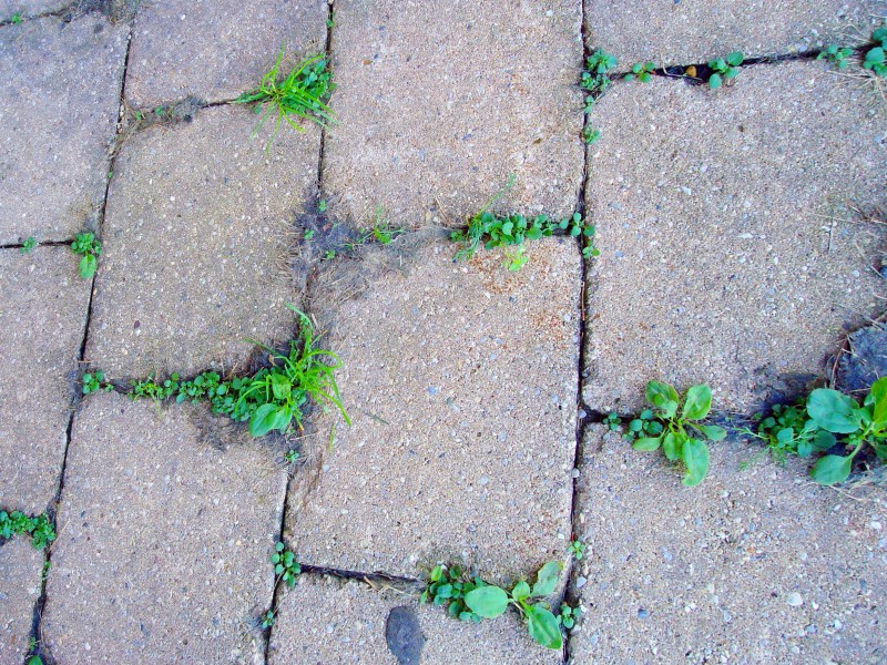 how to keep weeds from growing between pavers